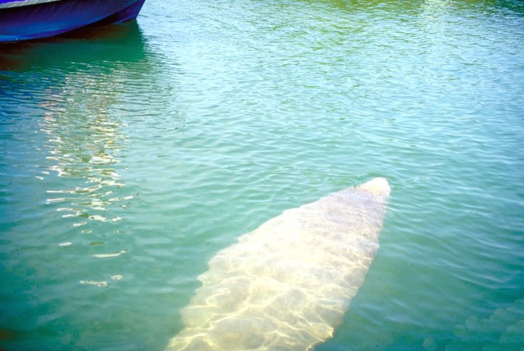 Manatee