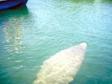 Manatee.jpg