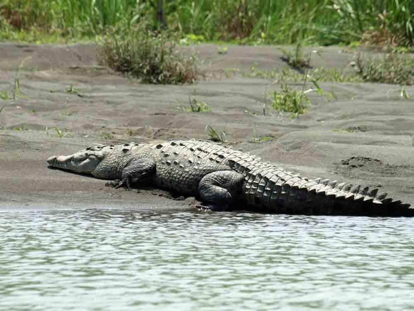 Coccodrillo