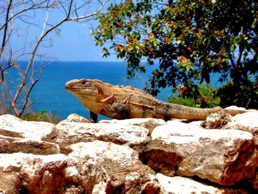 Iguana