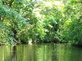 Tortuguero-Costa_Rica.jpg