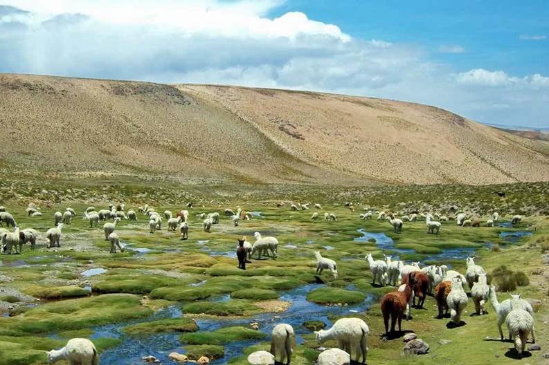 peru-alpaca